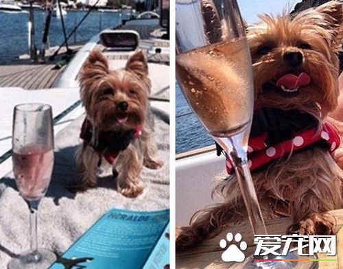 人不如狗 土豪狗豪车美女为伴获万千宠爱