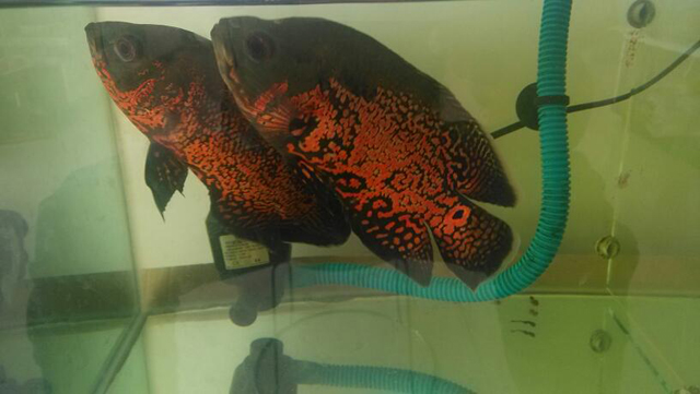 5ab5c9ea15ce36d3419909683cf33a87e850b1cd