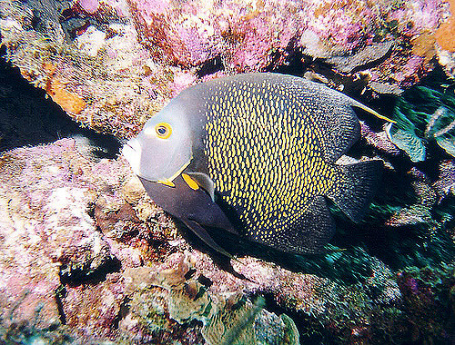 371356984_98fb0d687c_z