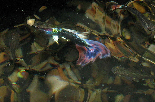 914667414_3000050a29_z