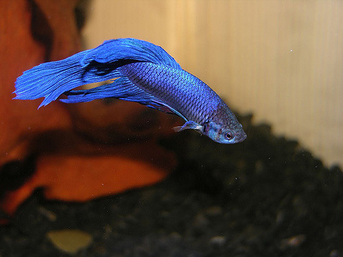 471555360_a263b3abf8_z