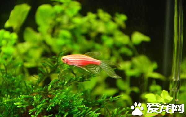 斑马鱼如何喂食 主要是掌握喂食量和喂食时间