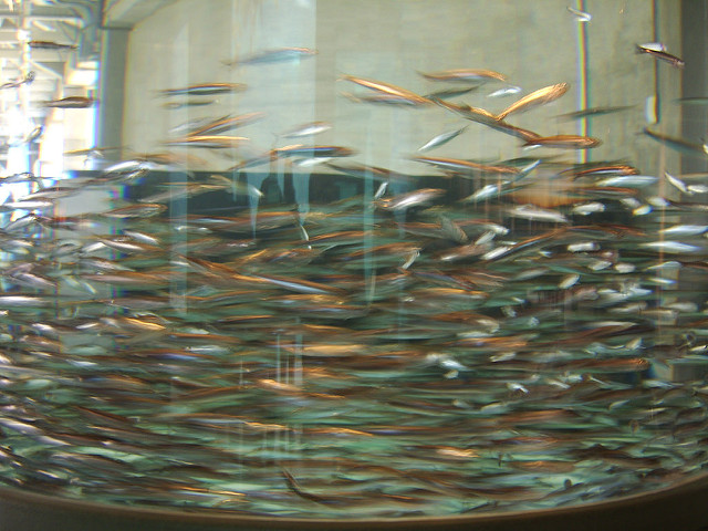 140427645_0bc9d8cec5_z