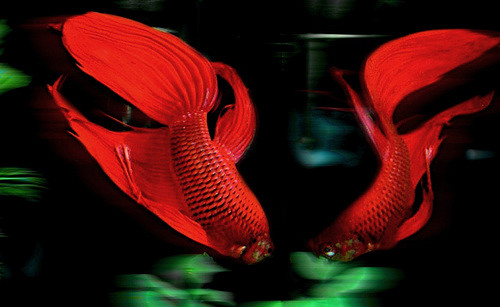 360523118_45c218150a_z