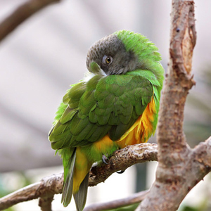 塞内加尔鹦鹉图片