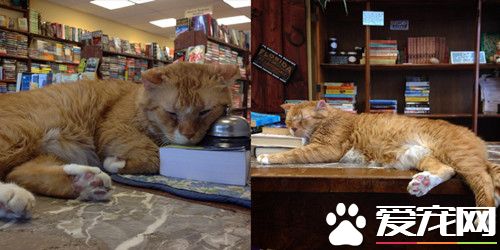 14岁猫老板守护书店6年 会陪读、选书