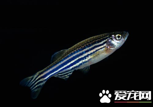 斑马鱼品种 斑马鱼的品种约有10多种
