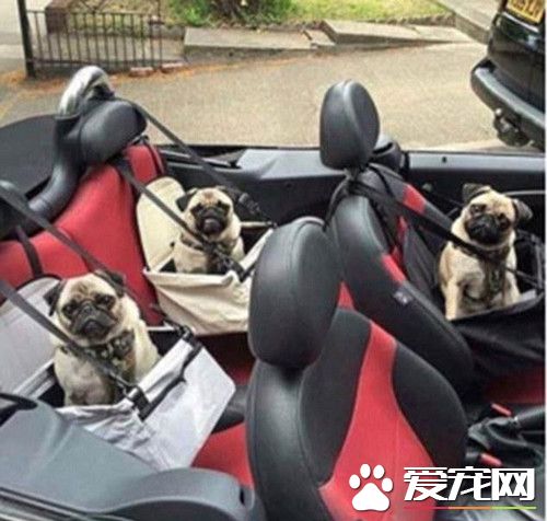 人不如狗 土豪狗豪车美女为伴获万千宠爱