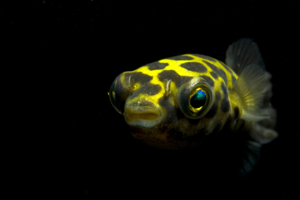 472309f79052982208a5b2b6d1ca7bcb0a46d435