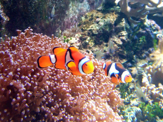 2689939322_d8d6e2bc84_z