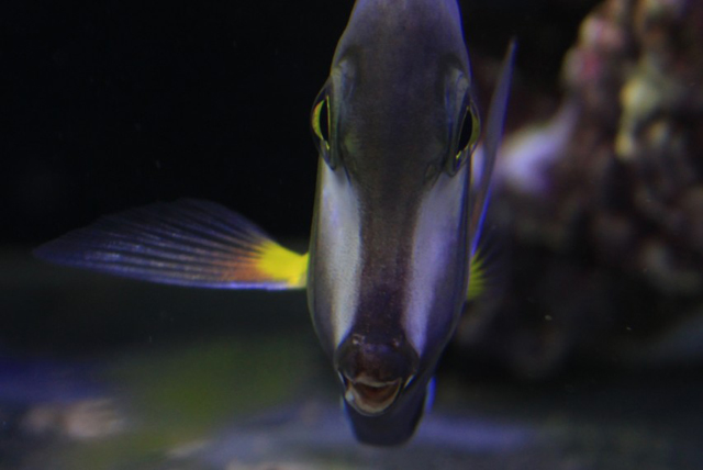 134623izys126hsggsr02s