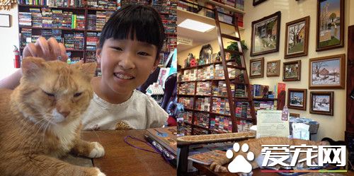 14岁猫老板守护书店6年 会陪读、选书