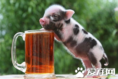 宠物猪多少钱一只 不同地区价格也不相同