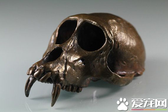 成年普通猕猴的头骨，留意犬齿。Credit:Etsy.com