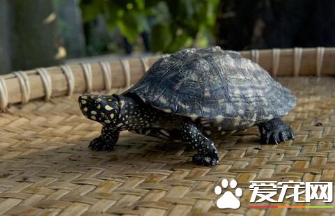 乌龟会装死吗 乌龟是一般不会装死的