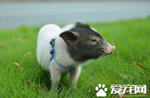 如何养小香猪 想要养好小香猪的六个方面