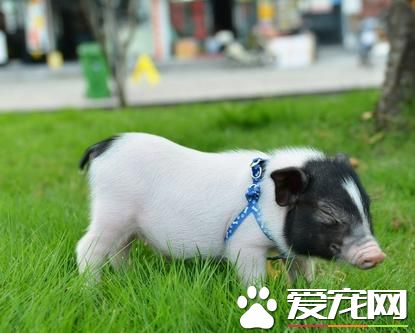 香猪可以长多大 香猪极少体重超过30公斤