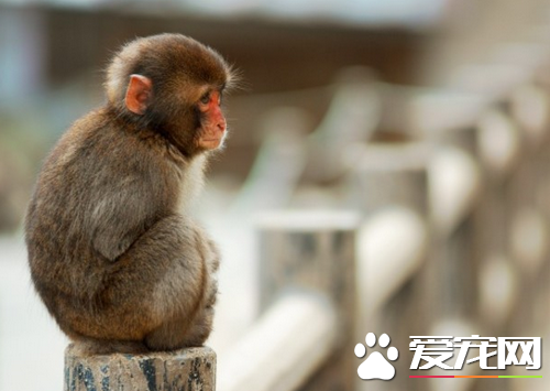 宠物猴子多少钱一只 从几千到几万不等