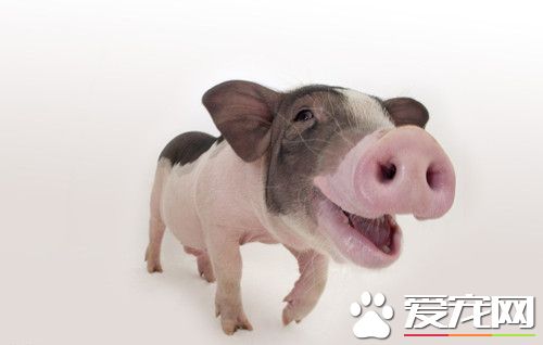 宠物猪价格 宠物猪价格约在500元左右