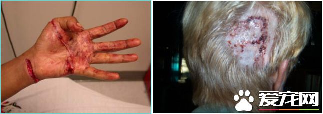 宠物猴的攻击性 Credit：www.petmonkeyinfo.org