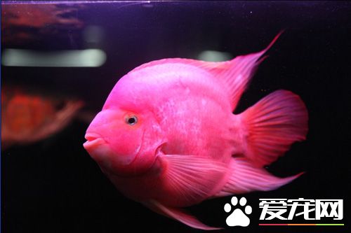 观赏鱼怎么分公母 从性特征上去辨别雌雄