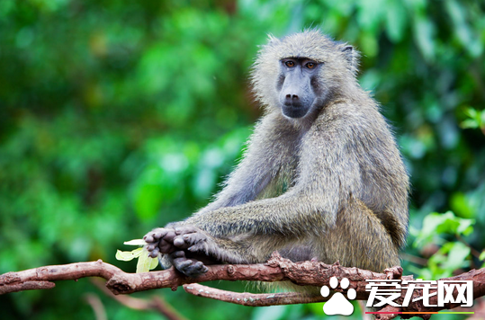 可以养猴子当宠物吗 只要手续齐全是可以的