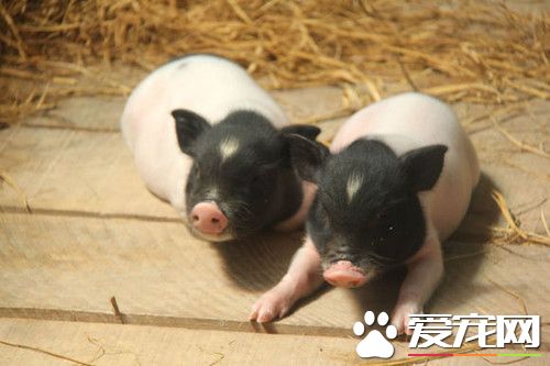 小香猪能长大吗 宠物香猪一般不超过20公斤