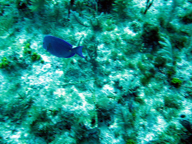 2312124027_30d72cb28c_z