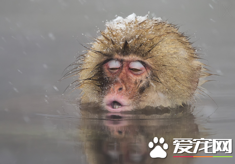 猴子宠物多少钱一只 猴子的品种不同价格不同