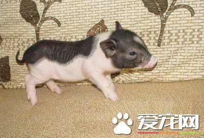 东北可以养香猪吗 小香猪可以在东北饲养