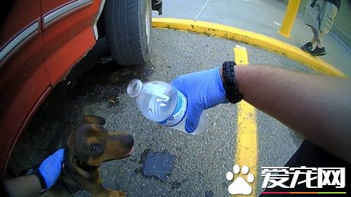 小狗项圈勒脖吊车门上 警察紧急抢救终救活