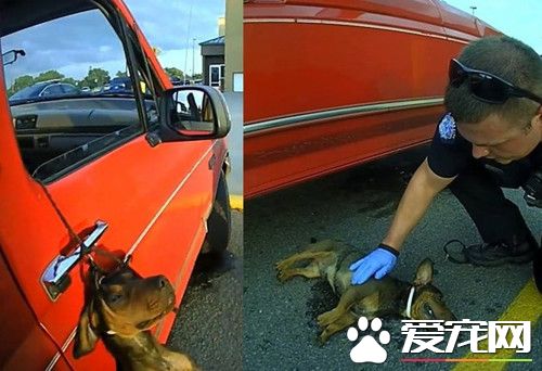小狗项圈勒脖吊车门上 警察紧急抢救终救活