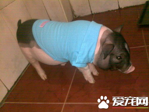 宠物小香猪价格 公猪和母猪的价格是不同的