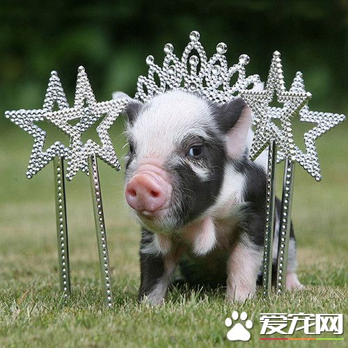 小香猪多少钱一只 特别便宜的肯定是不够纯正