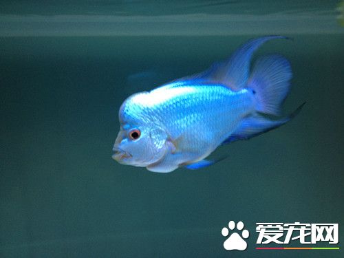 罗汉鱼不吃食怎么办 罗汉鱼不吃食解决方法