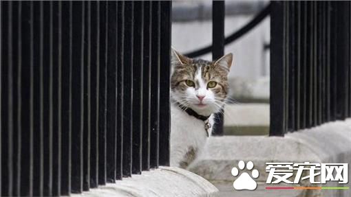 英内阁办公室认证 第一猫将续留官邸非卡麦隆所有