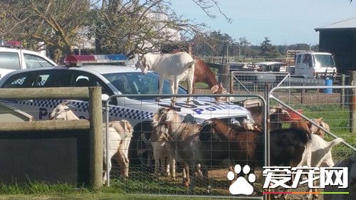 12只山羊包围警车 带头的跳警车引擎盖