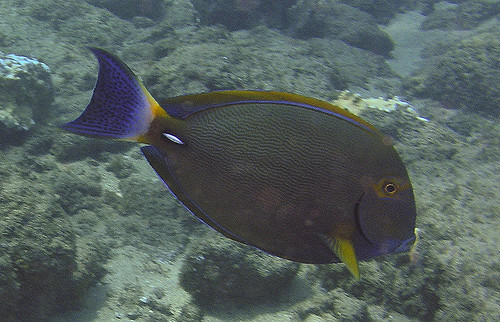 226813983_7f2833ac1c_z