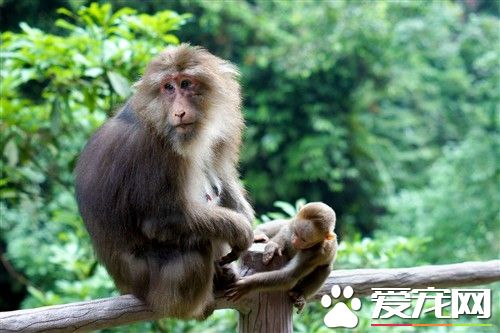 养猴子犯法吗 私养猴子属违法无一例外