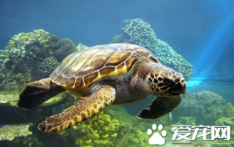 乌龟不吃龟粮怎么办 需要把饲养环境调整好