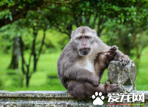 哪里有卖宠物小猴子 可以选择网购或去山区购买