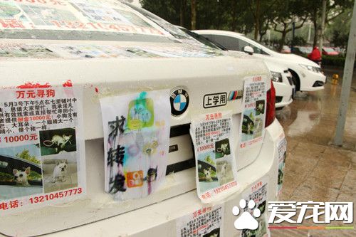 寻狗心切 宝马车车主满车贴满寻狗启示