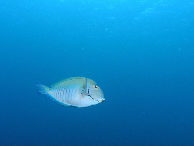 107766195_bccb68b218_z