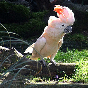 摩鹿加凤头鹦鹉图片