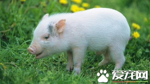 迷你猪多少钱 一般来说都不会低于500元