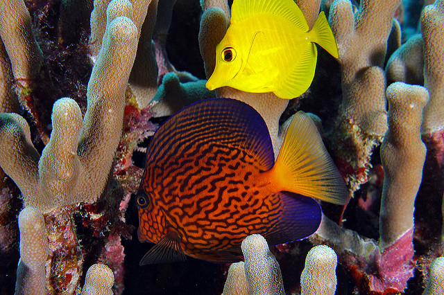 4361955442_7a651104fe_z