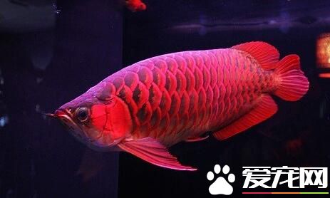 最贵的观赏鱼多少钱 一条“紫艳血红龙”夺得冠军