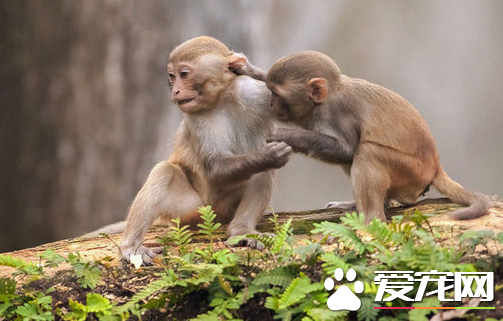 猴子有尾巴吗 叟猴无尾就是没有尾巴的