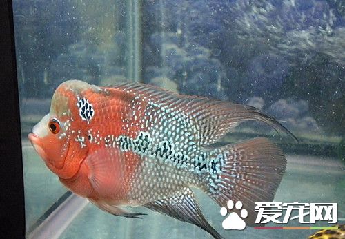 养罗汉鱼需要多大的缸 罗汉鱼必备七大装备