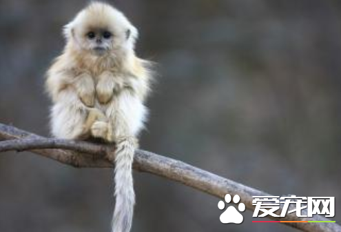 养猴子合法吗 养猴犯法生病还易传染人